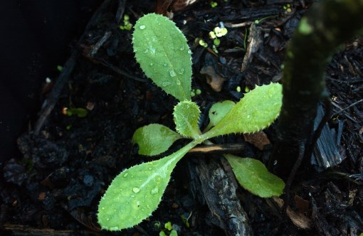 sow thistle.jpg thumbnail